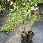 Live Neem Tree Plant - 8-12 Inch - Half Gallon Pot - Garden Ready
