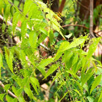 Live Neem Tree Plant - 8-12 Inch - Half Gallon Pot - Garden Ready