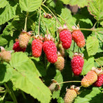 Loganberry Plant, Size 4 Inch Pot - Blackberry x Raspberry