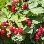 Loganberry Plant, Size 4 Inch Pot - Blackberry x Raspberry