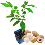 Longan Fruit Tree - Live Plant - 6 to 10 Inch Tall - Grow Your Own Fruit