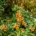 Longan Fruit Tree - Live Plant - 6 to 10 Inch Tall - Grow Your Own Fruit