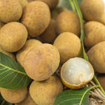 Longan Fruit Tree - Live Plant - 6 to 10 Inch Tall - Grow Your Own Fruit