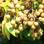 Longan Plant Live 8-12 Inch - Fruit Tree in 4 Inch Pot