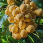 Longan Tree Live Plant - 2-3 Ft Fruit Tree in Pot - Ready to Grow