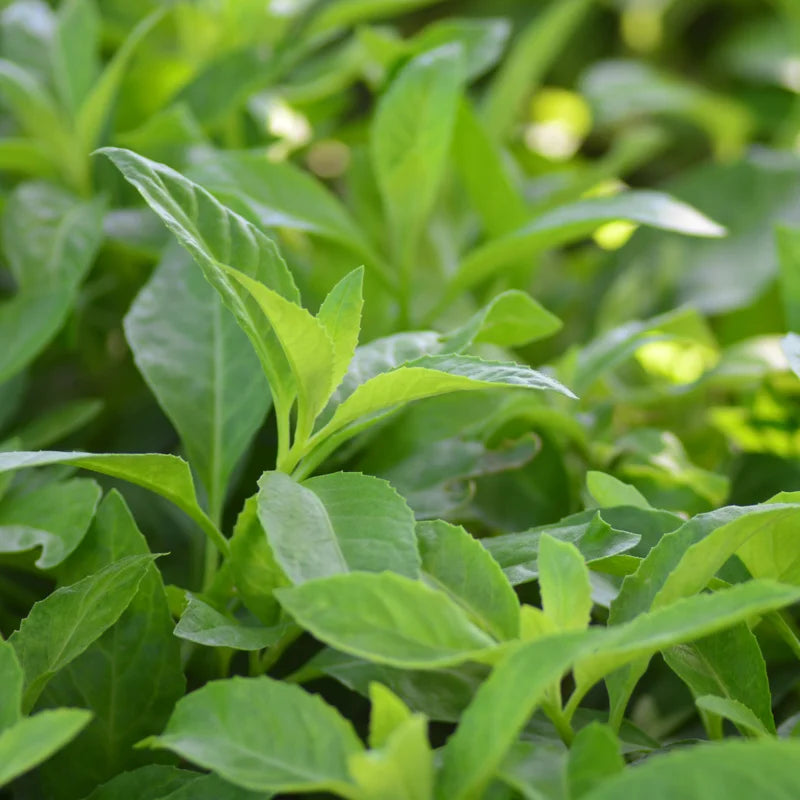 2 Longevity Spinach Plants - Live Herb, 4-6 Inches, Easy Growing