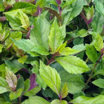 2-Pack Longevity Spinach Plants Live, Spinach Seedlings 4-6" Tall Outdoor Growing
