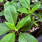 Pack of 3 Longevity Spinach Plants Live - Spinach Herb Plants 4-6 Inches