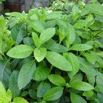 Pack of 3 Longevity Spinach Plants Live - Spinach Herb Plants 4-6 Inches