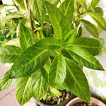 Longevity Spinach Plants - Pack 3 Live Herbs Plants for Outdoor Growing 5 Inch Tall