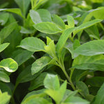 Longevity Spinach Plants - Pack 3 Live Herbs Plants for Outdoor Growing 5 Inch Tall