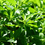 Longevity Spinach Plants - Pack 3 Live Herbs Plants for Outdoor Growing 5 Inch Tall
