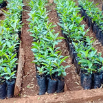 Loquat Plants Set of 2 Seedlings 4-6'' Fruit Tree