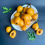 Loquat Tree Plant - 10-14 Inch - Fruit Bearing Tree
