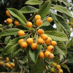 Loquat Tree Plant - 10-14 Inch - Fruit Bearing Tree
