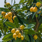 Loquat Tree Plant - 10-14 Inch - Fruit Bearing Tree