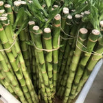 Lucky Bamboo Plant Live - Dracaena sanderiana - 4 Inch Potted Indoor Plant