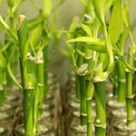 Lucky Bamboo Plant Live - Dracaena sanderiana - 4 Inch Potted Indoor Plant