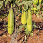Luffa Gourd Plant Live - 4 Inc Pot Seedling - Grow Loofah Sponges