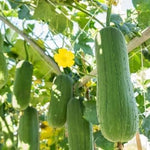 Luffa Gourd Plant Live - 4 Inc Pot Seedling - Grow Loofah Sponges