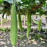 Luffa Gourd Seeds - 20 Pack Vegetable Tree Seeds - Large Size