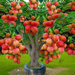 Lychee Fruit Tree Live Plant - 24 to 36 Inch Lychee Tree