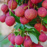 Lychee Fruit Tree Live Plant - 24 to 36 Inch Lychee Tree