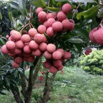 Lychee Fruit Tree Live Plant - Tropical Plant - 6-9 Inches