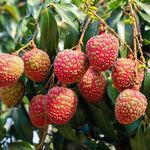 Lychee Plant Live Fruit Tree 7-12 Inch Tall in 4 Inch Pot