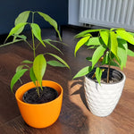 Lychee Plant Live Fruit Tree 7-12 Inch Tall in 4 Inch Pot