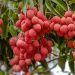 Lychee Plant Live Fruit Tree 7-12 Inch Tall in 4 Inch Pot