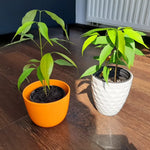 Lychee Seedling 4-6 Inch Rare Tropical Fruit Tree Sapling