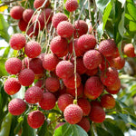 Lychee Plants Set of 2 Seedlings 4-6'' Fruit Tree Starter
