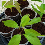 Lychee Tree Seedling 4-6 inch Potted Lychee Fruit Tree - Grow Your Own Fruit