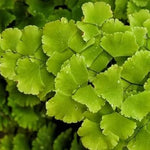 Maidenhair Fern Plant Live - 3.5 Inch Potted Fern Plant