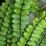 Maidenhair Fern Plant Live - 3.5 Inch Potted Fern Plant