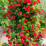 Mandevilla Plant 2-Pack Live Trailing Vine 4-6 Inch Outdoor Trellis Container