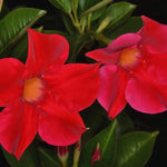Red Mandevilla Bush Plants - Live Potted Plants, 10-17 Inch Height