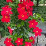 Red Mandevilla Bush Plants - Live Potted Plants, 10-17 Inch Height
