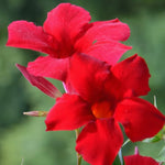 Red Mandevilla Bush Plants - Live Potted Plants, 10-17 Inch Height