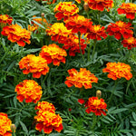 Pack 4 Marigold Plants Pack - Yellow Red Flowering Plants 3-5 Inch Indoor Outdoor