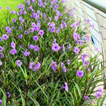 3 Mexican Petunia Live Plants, Pink Petunia Flowers Seedlings, Petunias Live Plants, 4-8" Tall
