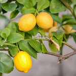 Meyer Lemon Tree - 3 Gallon Grafted Citrus Tree - 2-3 Ft Tall