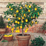 Meyer Lemon Tree Live Plant - 1-2 Inch Starter - Perennial Fruit Tree