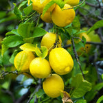 Live Lemon Tree - Meyer Lemon Tree Live Plant 2-3 ft Tall