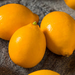 Meyer Lemon Tree Live Plant - Starter Size 2-4 Inches
