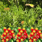 Milkweed Plants Live - Butterfly Attracting Wildflowers 5-9 Inches - No Pot