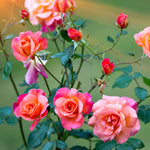 Miniature Rose Bush Live Pink Yellow Rose Plant 2.5 Inch Pot Flower