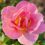 Miniature Rose Bush Live Pink Yellow Rose Plant 2.5 Inch Pot Flower
