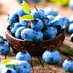 Misty Blueberry Bushes Live Plant Set of 2 - Indoor Outdoor Garden